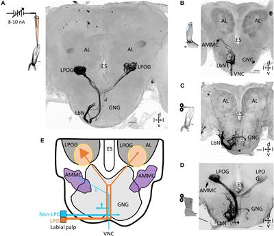 Revisiting the Labial Pit Organ Pathway in the Noctuid Moth, Helicoverpa armigera